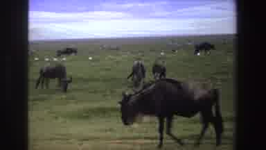 South Africa (1969): Men Relief Field Hats Green