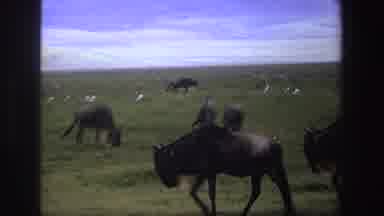 South Africa (1969): Cattle Roaming Around Freely On A Farm Searching For Food