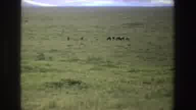 South Africa (1969): Camera Zooms In On Group Of Animals On Grassland Blue Sky