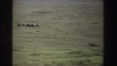 South Africa (1969): Animals Off In The Distance In A Field Followed By A Man