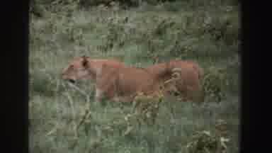 South Africa-1969: Lioness Walking Through Tall Grass in Savanna