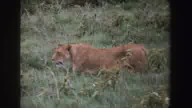 South Africa (1969): Wild Animal Lurking In The Bush In Its Natural Habitat