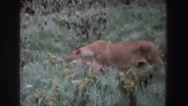 South Africa (1969): Lion Walking The Wild And Resting