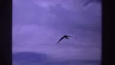 South Africa (1969): From Below A Camera Follows Seagull Flying In The Blue Sky