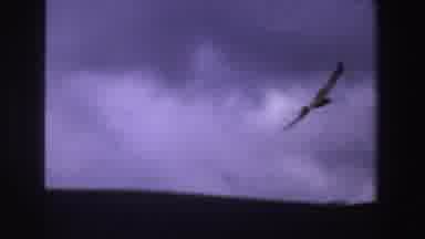 South Africa (1969): A Large Bird Flying In The Open Air Descends To The Ground To