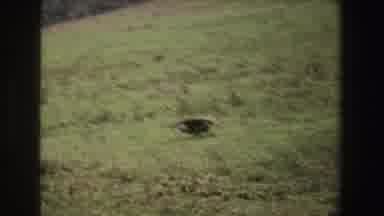 South Africa (1969): Birds Taking Flight From A Beautiful Field To In The