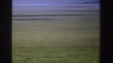 South Africa (1969): A Zebra With A Swishing Tail Grazes On Grass In Between Two