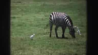 South Africa (1969): Zebra Feeds On A Field Nearby Are Some Birds Nice Landscape
