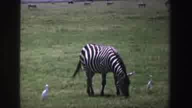 South Africa (1969): Animals Getting Along Together Roaming Free In An Open Field