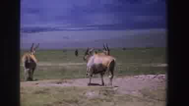 South Africa (1969): Various Goats Walking Around