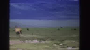 South Africa (1969): Camera Pans From Left To Right Across Savanna With Antelopes