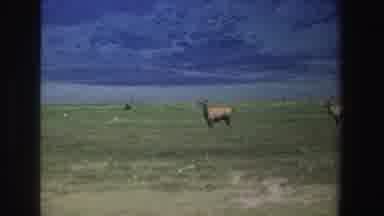 South Africa (1969): Police Spy On Two Wild Antelopes About To Violate Social