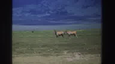South Africa (1969): Wild Animals Walking And Feeding Wagging Their Tails On