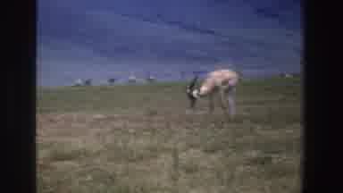 South Africa (1969): Gazelles Grazing In Green Field On A Bright Sunny Day