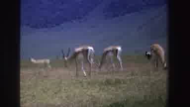 South Africa (1969): Group Of Wild Animals Eating And Walking On Grass With