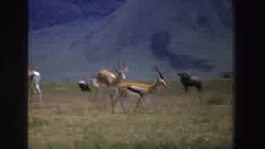 South Africa (1969): Antelope And Wildebeest On Savanna On Sunny Day Mountains In