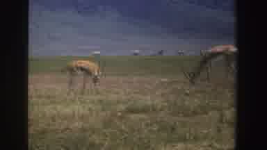 South Africa (1969): Animals Grazing On Dry Looking Grassland Mountain In Distance