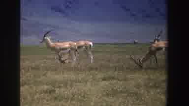 South Africa (1969): Deere In The Nature Eating And Cleaning Themselves