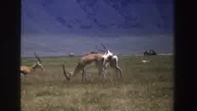 South Africa (1969): Herd Of Thomson Gazelles Grazing In Green Field On A Sunny