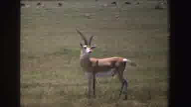 South Africa (1969): Antelope In Profile On Grassland Tail Swishes Ears Twitch
