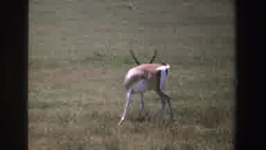 South Africa (1969): Various Wild Animals In The Bush Wild Animal Lying In The