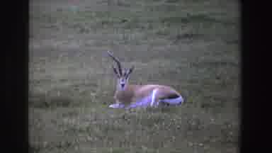 South Africa (1969): Antelope Lying Down On Grassland Looks At Camera Then Looks