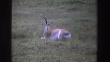 South Africa (1969): Single Deer Antler Grass View Cloudy Mountain Bird River Peek