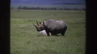 South Africa (1969): Come And Enjoy The Tranquility Of A Rhino In Your Home