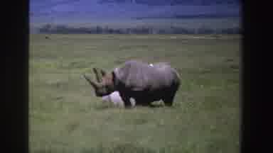 South Africa (1969): Mother Rino Watches Her Sleeping Baby Rhino