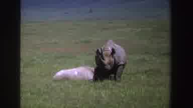 South Africa (1969): Two Rhinos In A Field In The Wild