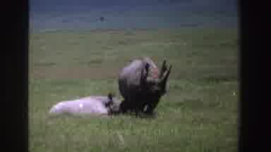 South Africa (1969): View Of One Rhino Standing And Second Rhino Sleeping In Grass