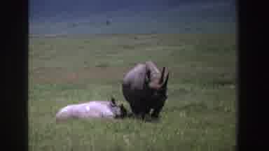 South Africa (1969): Two Ruinous Relaxing In The Grass Near Water On A Sunny Day