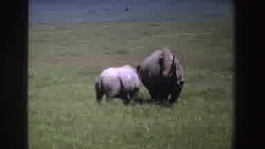 South Africa (1969): Rhinos In The Wild Circa s A Look Into The Past