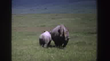 South Africa (1969): Two Rhinos On Grassland Mountains In Distance One Larger Than