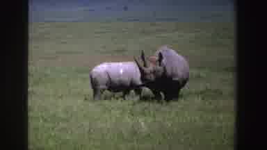 South Africa (1969): Two Rhinos On Grassland One Turns Slightly And The Other Lies