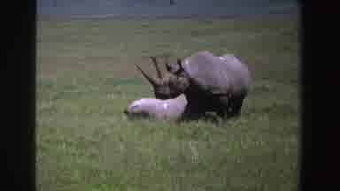 South Africa (1969): Rhino Standing Next To A Gray Colored Animal In The Wilds