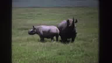 South Africa (1969): Two Rhinoceros In The Middle Of The Forest