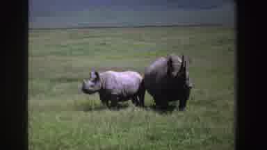 South Africa (1969): Mother And Son Rhinoceros In The Middle Of A Lush Forest