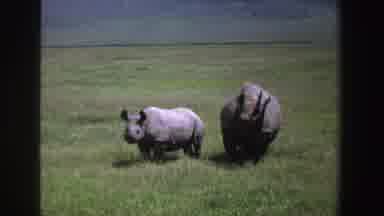 South Africa (1969): Adult And Young Rhino Stood On A Green Plain Out In The Wild