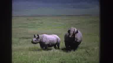 South Africa (1969): Two Rhinos Standing On Grassland One Larger Than The Other