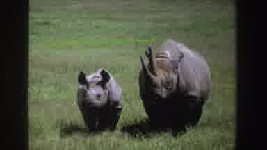 South Africa (1969): Mother Rhinoceros Protects Her Baby Rhino From The Hunters