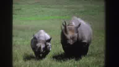 South Africa (1969): Majestic Rhinoceros Roaming Grassy Green Field With Baby