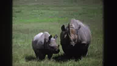 South Africa (1969): Mother And Baby Hippopotamus Enjoying In Sun