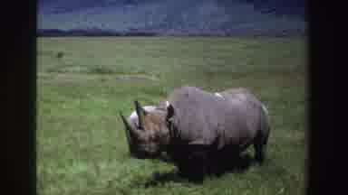 South Africa (1969): Good To See A Pair Of Rhinoceros During My Africa Trip