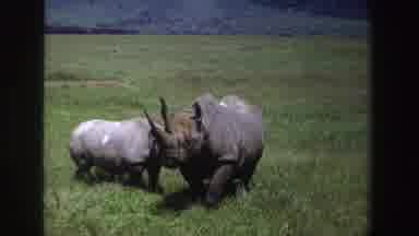 South Africa (1969): South African Rhino Bonding With His Baby Rhino In A Natural