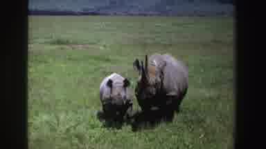 South Africa (1969): Adult And Baby Rhino In Wild Grassland On A Sunny Day