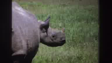 South Africa (1969): A Family Of Rhinos Enjoy A Snack In A Huge Pasture