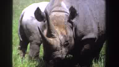 South Africa (1969): A Rhinoceros And Its Calf In The Grass Eating Calmly
