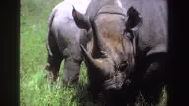 South Africa (1969): Two Rhinos One Of Them Moving The Ears And The Other Just