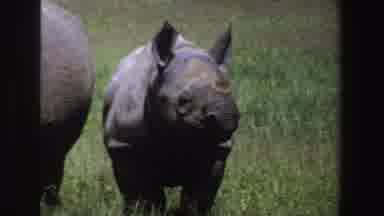 South Africa (1969): A Huge Rhino And Baby Rhino Gray Both On The Field
